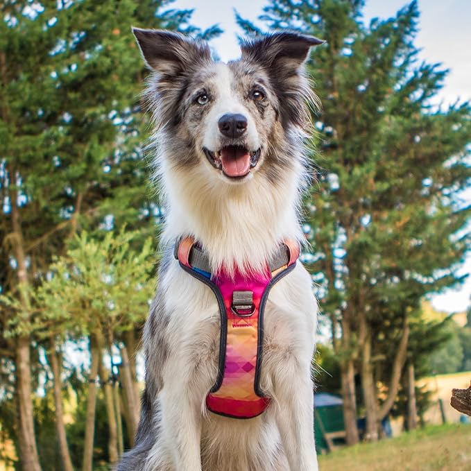 Embark Adventure Dog Harness, Reflective Trim No Pull Dog Harnesses for Small Sized Dogs - Military Grade Nylon, Front Clip with Gel Lined Handle. Soft & Padded Puppy