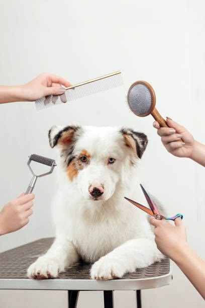 Pet Grooming & Care