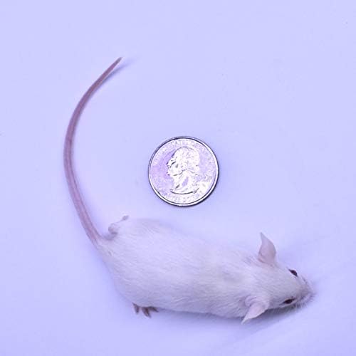 MiceDirect 100 Frozen Mice Combo Pack of 50 Hoppers and 50 Weanling Feeders Snake Food for Juvenile Ball Python Adult Milk Corn Snakes (1.5-2.5 in)(Pack of 100)(1000 Grams Min)