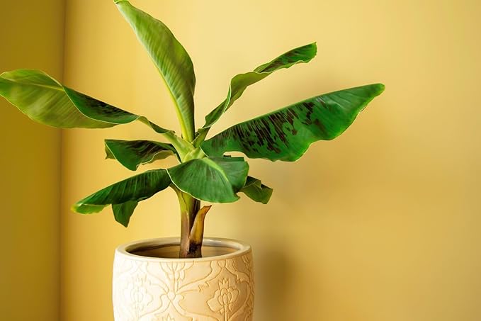 Premium Banana Tree Soil Mix by Gardenera - Perfect Balance of Organic Matter, Minerals, and Moisture Retention - Unleash The Full Potential of Your Banana Trees (5 Quart)
