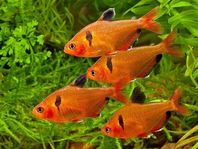 Aquatic Foods Inc. 1mm - 1/32, 35% Protein Economy Floating Pellets for All Community Fish, Tetras, Guppies, Angel Fish, Cichlids, Goldfish. All Tropical Fish - WL…1/2-lb Foil Pouch Bag