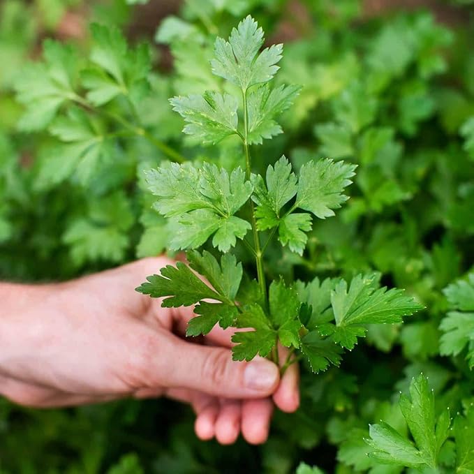 GARDENERA Parsley Plant Potting Soil - Enhance Flavor and Health with Professional Grade Nutrient-Rich Mix - 3 Quart