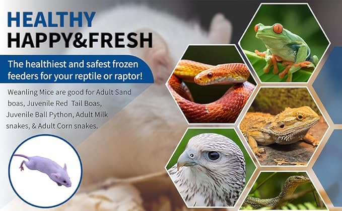 MiceDirect EST. 2003 20 Frozen Mice Weanling Feeders Snake Food for Juvenile Red Tail Boas Ball Python Adult Milk Snakes Corn Sand Boa (2-2.5 in) (260 Grams Min)