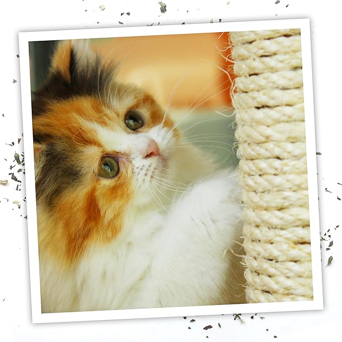Meowijuana | 1oz. Premium Catnip Spray | Organic | High Potency | Use On Cat Toys, Teasers, and Scratchers | Grown In North America | Feline and Cat Lover Approved