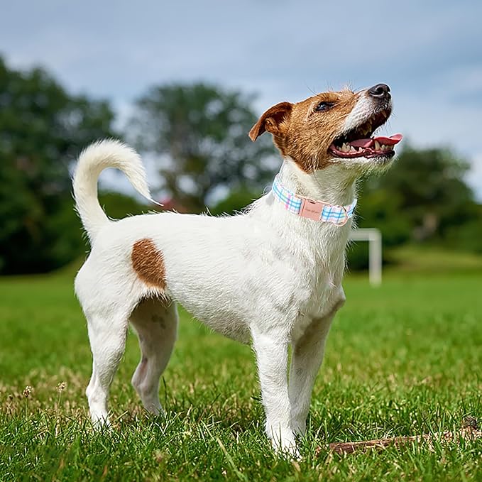 Unique Style Paws Dog Collar with Metal Buckle - Blue Pink Grid Pattern - Durable & Cute for Small to Large Dogs