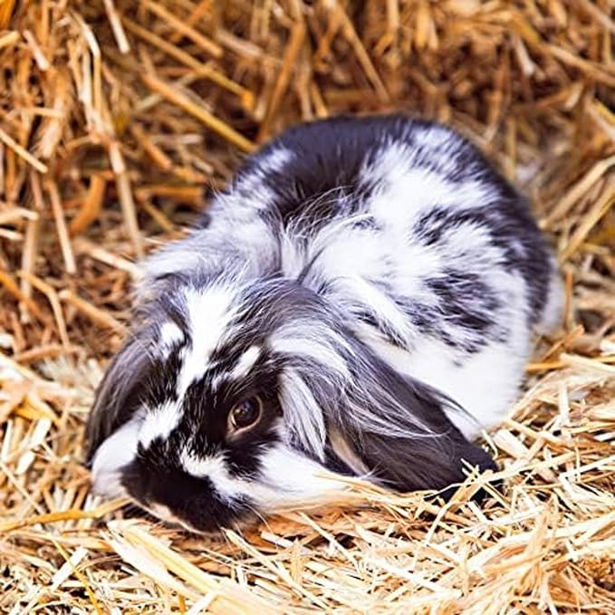 Blue Mountain Hay | Fresh Organic Meadow Hay (24 Ounce) | Mimics Natural Forage | High-Altitude Hay Pet Food for Rabbits, Guinea Pigs, Chinchillas, Hamsters, and Other Small Pets